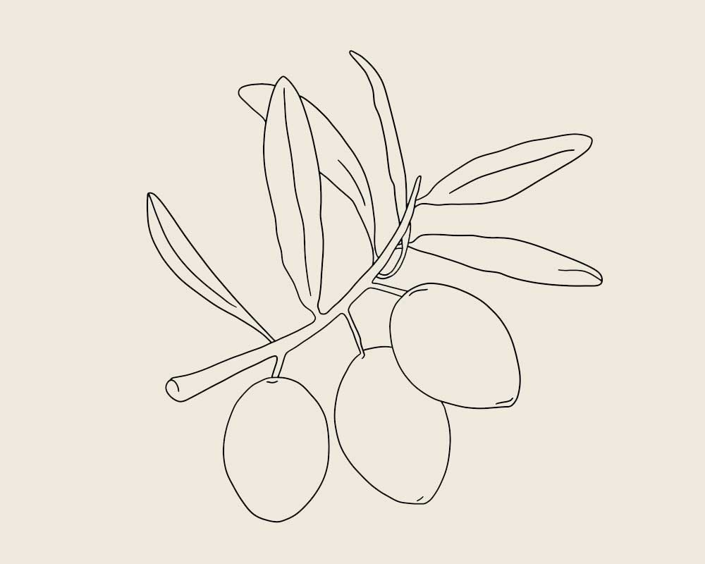 Olive Leaf – Olea europaea